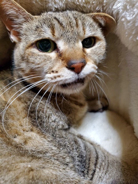 猫 雑種（ミックス） こにょの写真