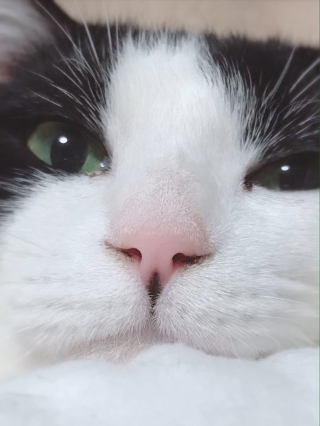 猫 雑種（ミックス） はち子の写真