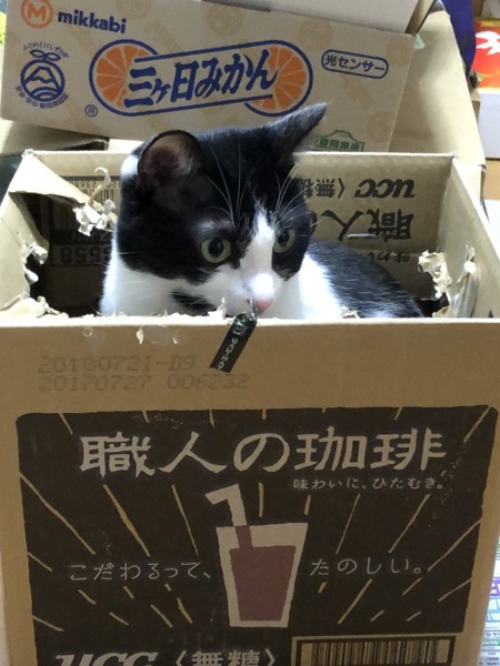 猫 ミックス ラッキーの写真