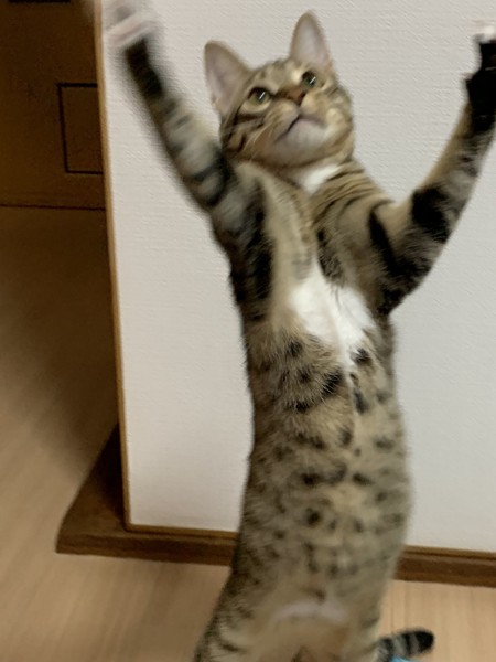 猫 キジトラ コテツの写真