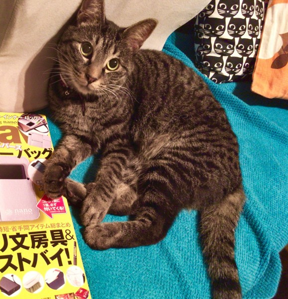 猫 キジトラ こむぎの写真