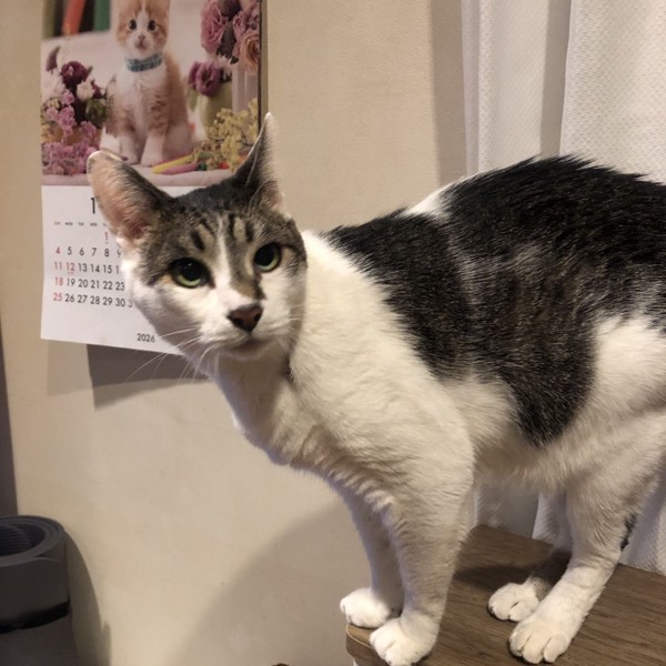 猫 雑種（ミックス） ラブの写真