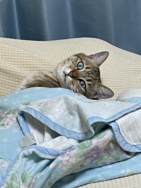 猫 キジトラ こいたろうの写真