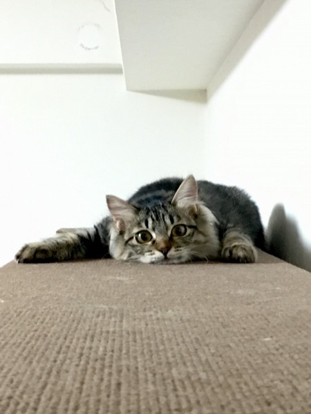 猫 キジトラ チッチの写真