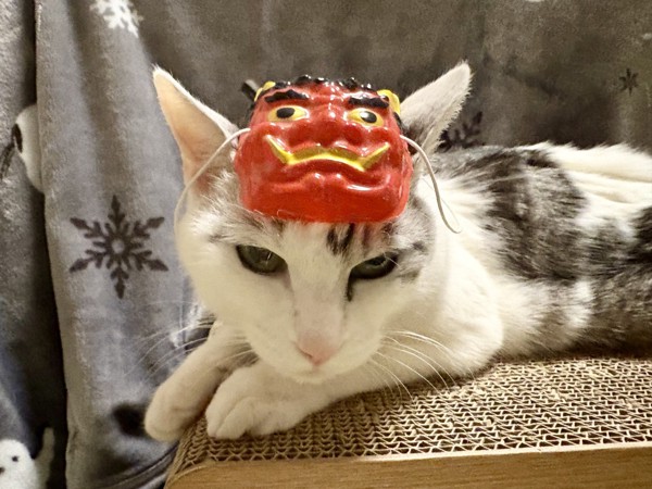 猫 サバシロ もーしゃんの写真