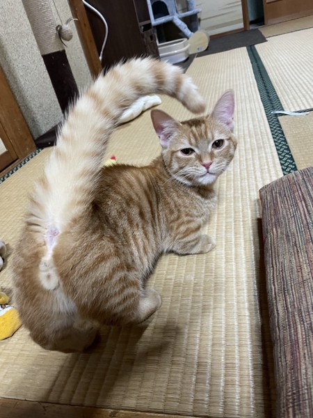 猫 マンチカン ちくわの写真