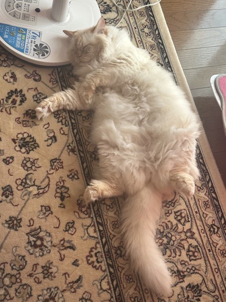 猫 ヒマラヤン ロッキーの写真