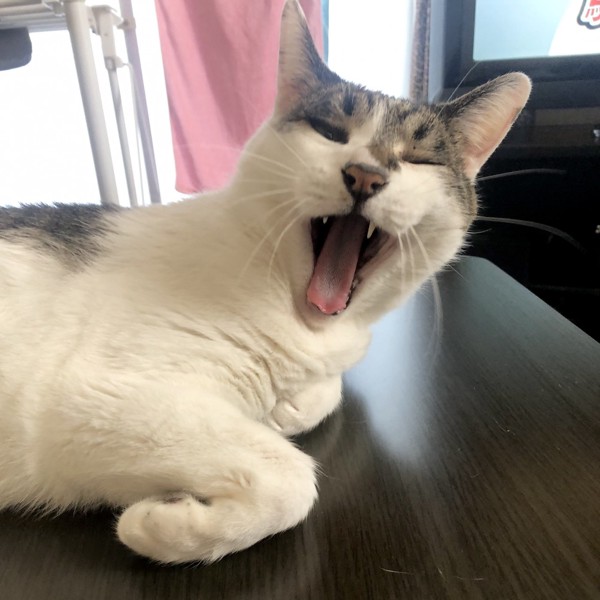 猫 雑種（ミックス） ラブの写真