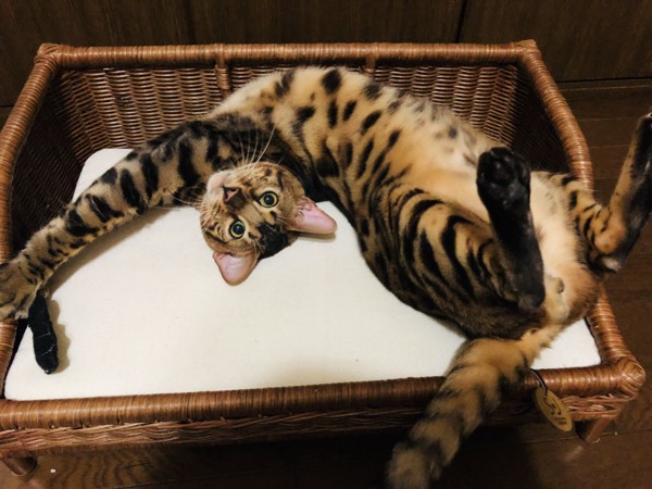 猫 ベンガル ししゃもの写真