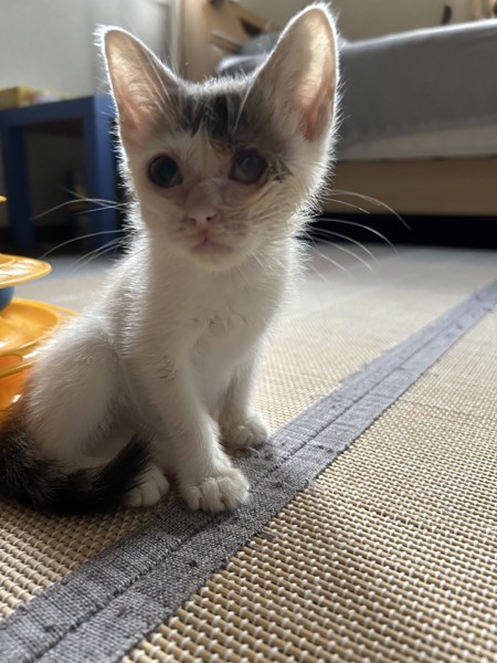 猫 雑種（ミックス） あんずの写真