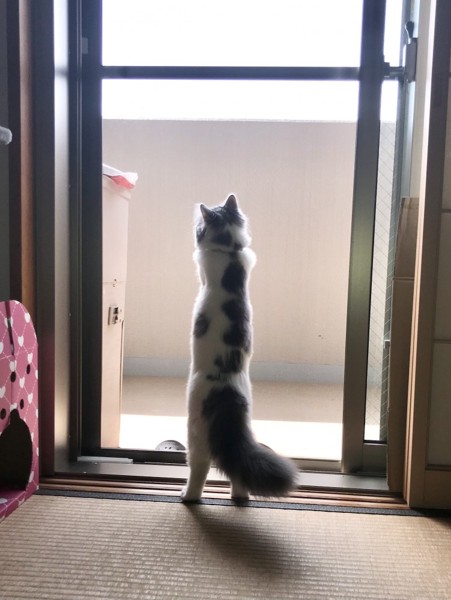 猫 ノルウェージャンフォレストキャット こまちの写真