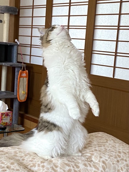 猫 ラガマフィン くぅの写真