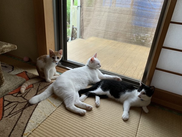 猫 雑種（ミックス） レオとソラとこてつの写真