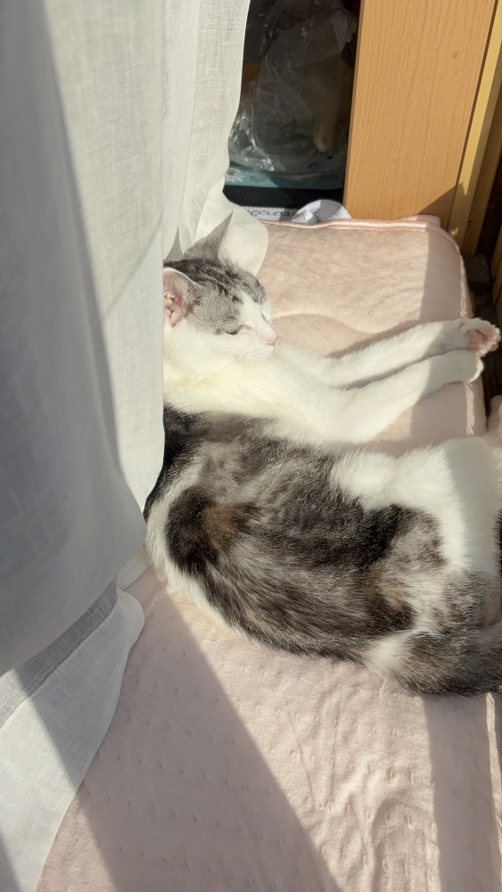 猫 サバシロ もーしゃんの写真