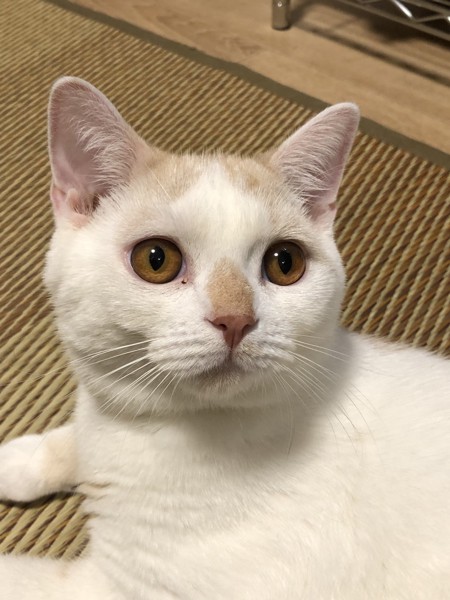 猫 スコティッシュフォールド まるくんの写真