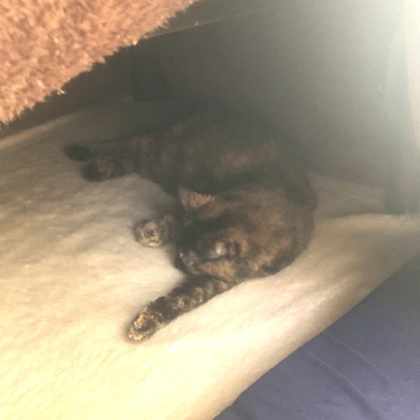 猫 サビ猫 ポンちゃんの写真