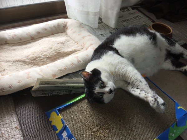 猫 雑種（ミックス） かまやつの写真