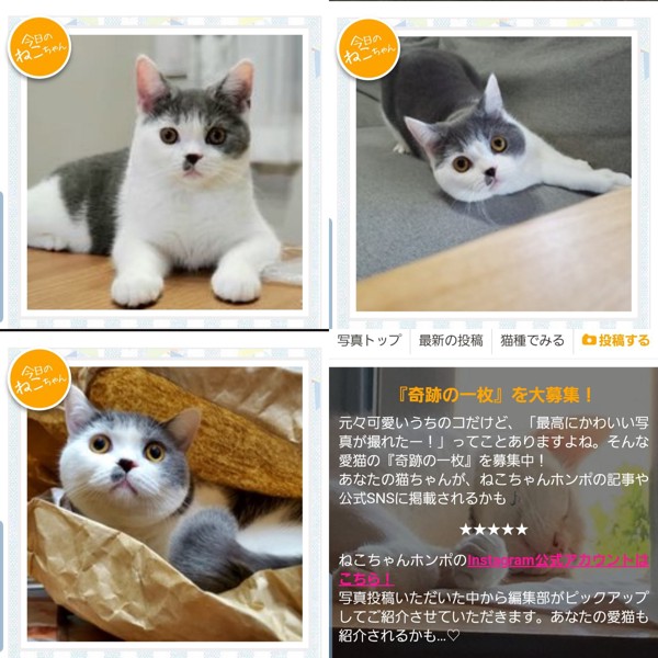 猫 ブリティッシュショートヘア ふくの写真