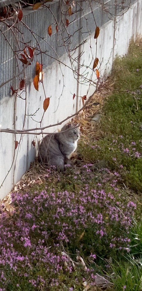 猫 ミックス ミーコの写真