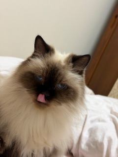 猫 ヒマラヤン モリーの写真