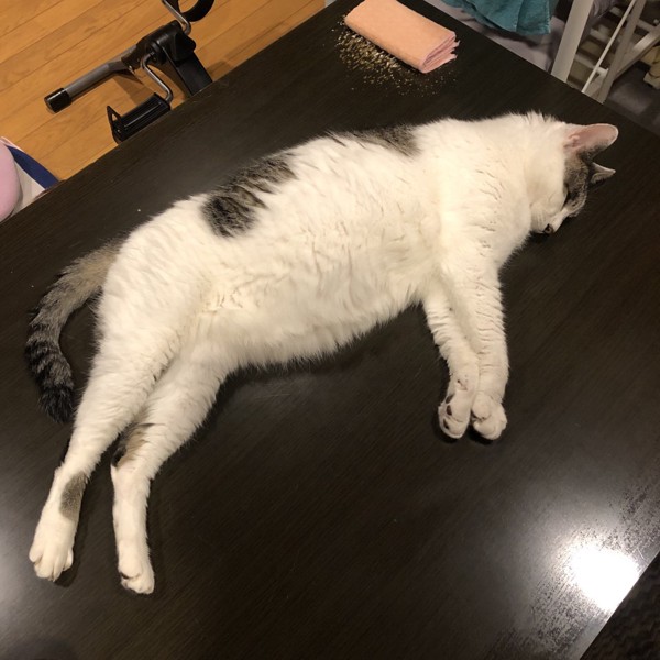 猫 雑種（ミックス） ラブの写真