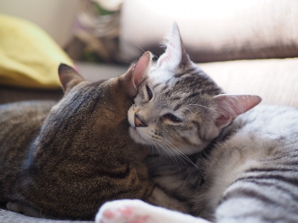 猫 キジトラ 虎（トラ）と景（カゲ）の写真