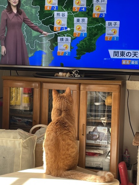 猫 茶トラ むぎ&つくねの写真