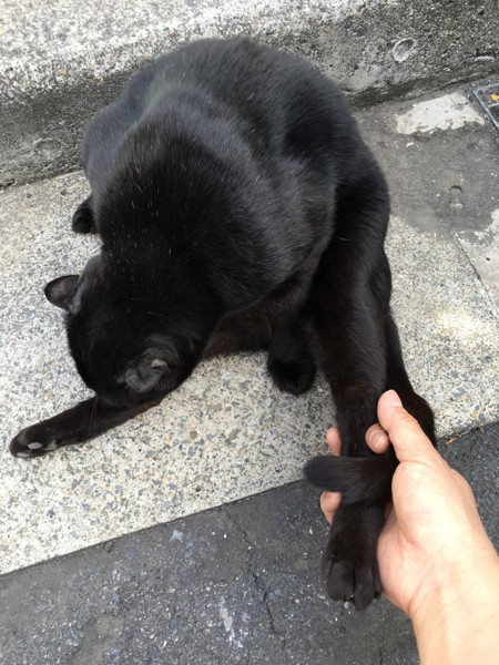 猫 黒猫 デカポンの写真