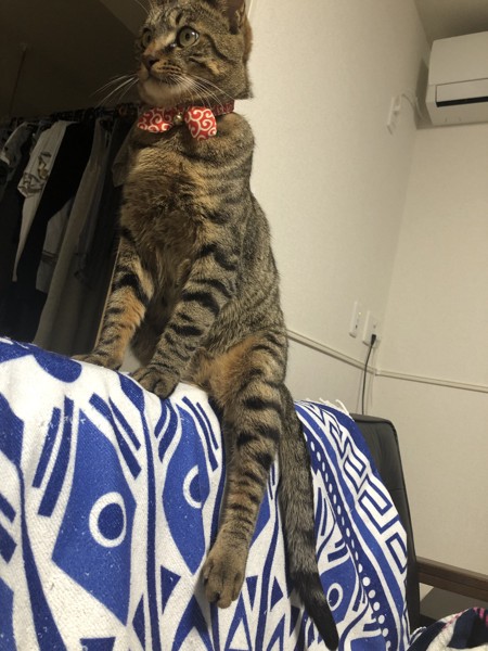 猫 キジトラ ねぎの写真