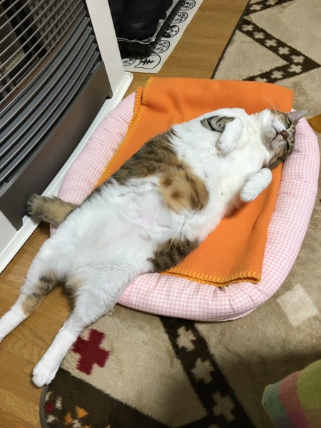 猫 キジシロ ミミちゃんの写真