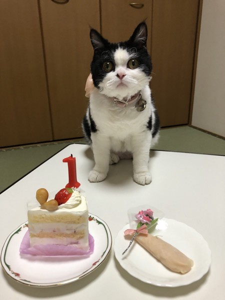 猫 セルカークレックス ランの写真