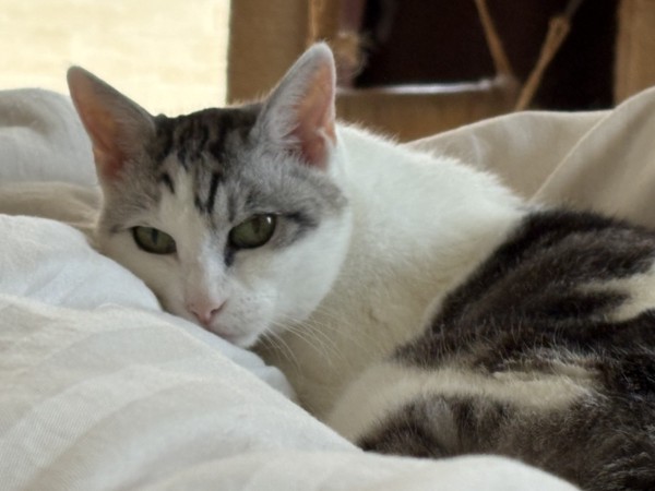 猫 サバシロ もーしゃんの写真