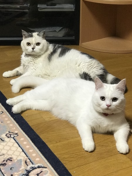 猫 スコティッシュフォールド メルモの写真