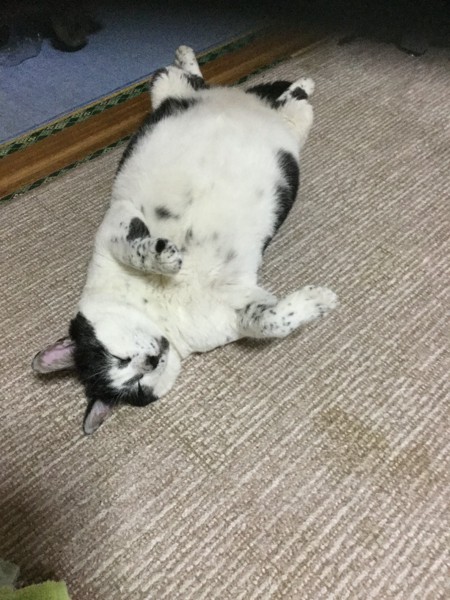 猫 黒ブチ かまやつの写真