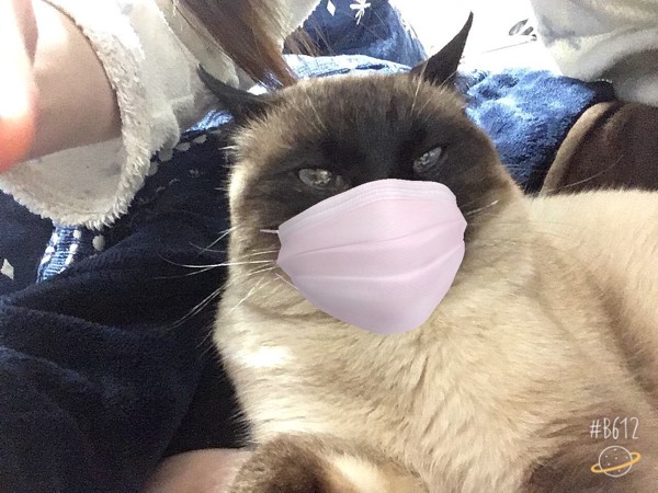 猫 シャム 次元の写真