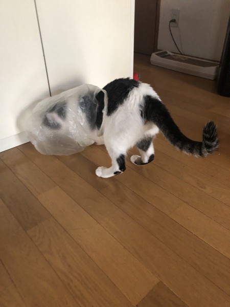 猫 雑種（ミックス） ラブの写真