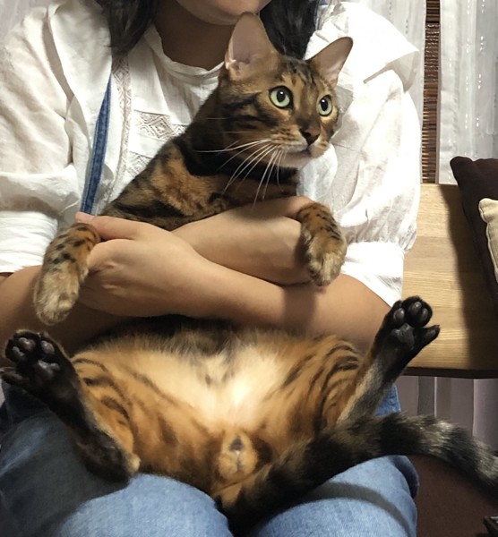 猫 ベンガル Ottoの写真