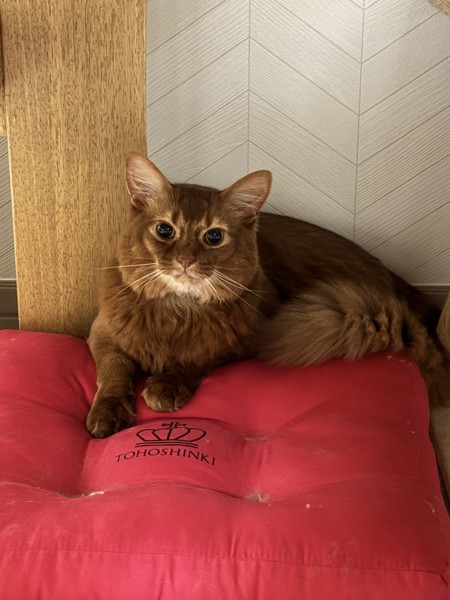 猫 ソマリ ロコんの写真