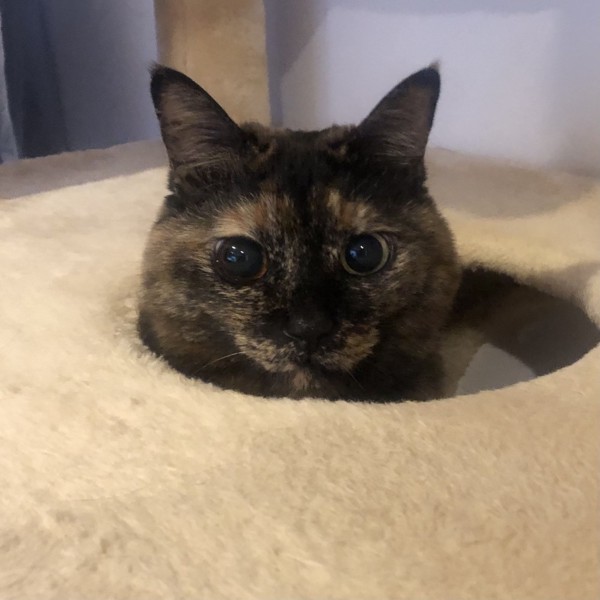 猫 サビ猫 ポンちゃんの写真