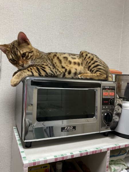 猫 ベンガル カーロの写真