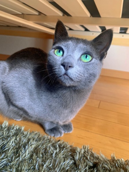 猫 ロシアンブルー ルーちゃんの写真