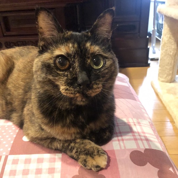 猫 サビ猫 ポンちゃんの写真