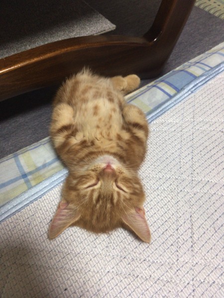 猫 キンカロー だいずの写真