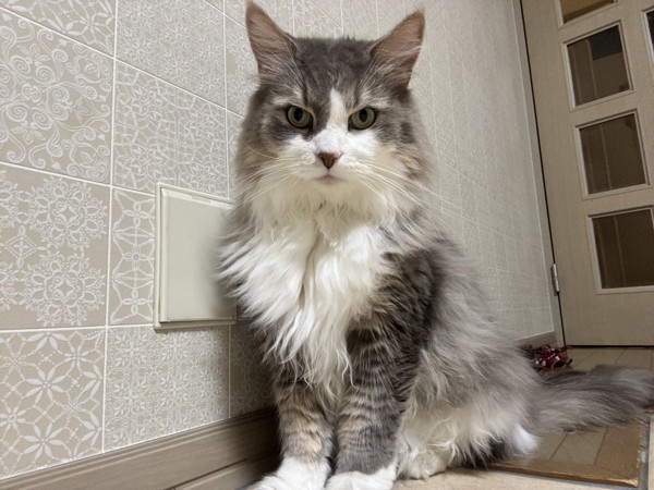 猫 雑種（ミックス） ルークの写真