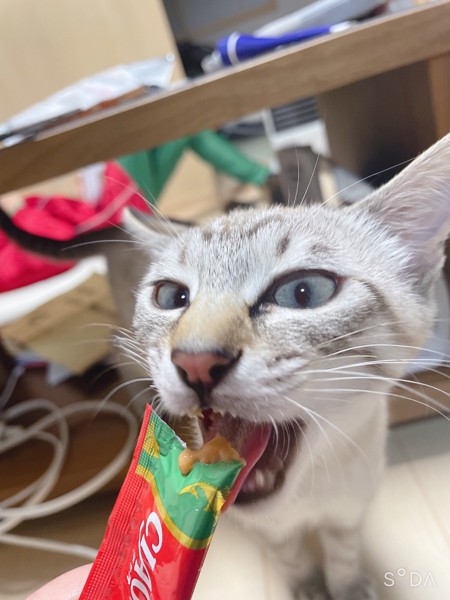 猫 雑種（ミックス） 花ちゃん❤️の写真