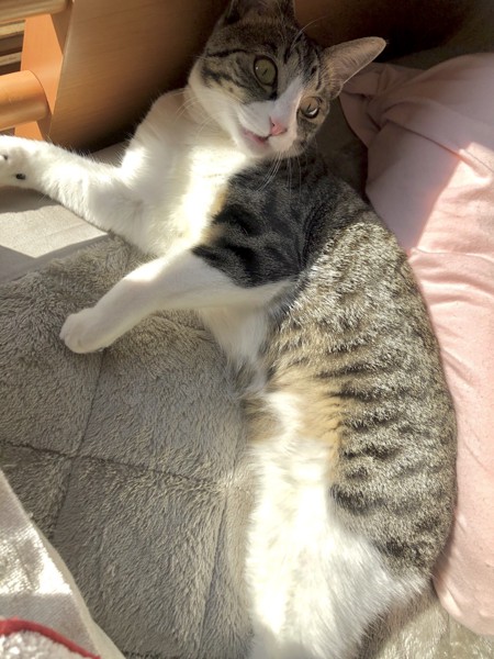猫 キジシロ さくらの写真