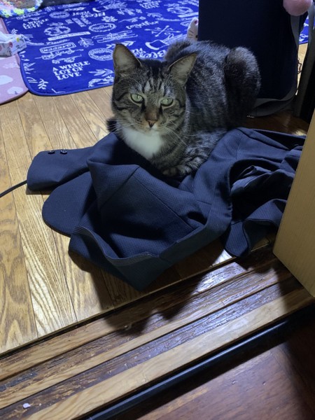 猫 メインクーン トム君の写真