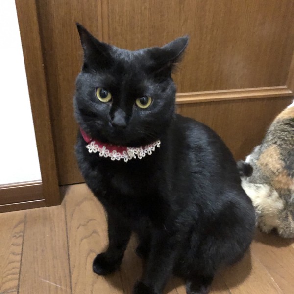 猫 黒猫 めいの写真