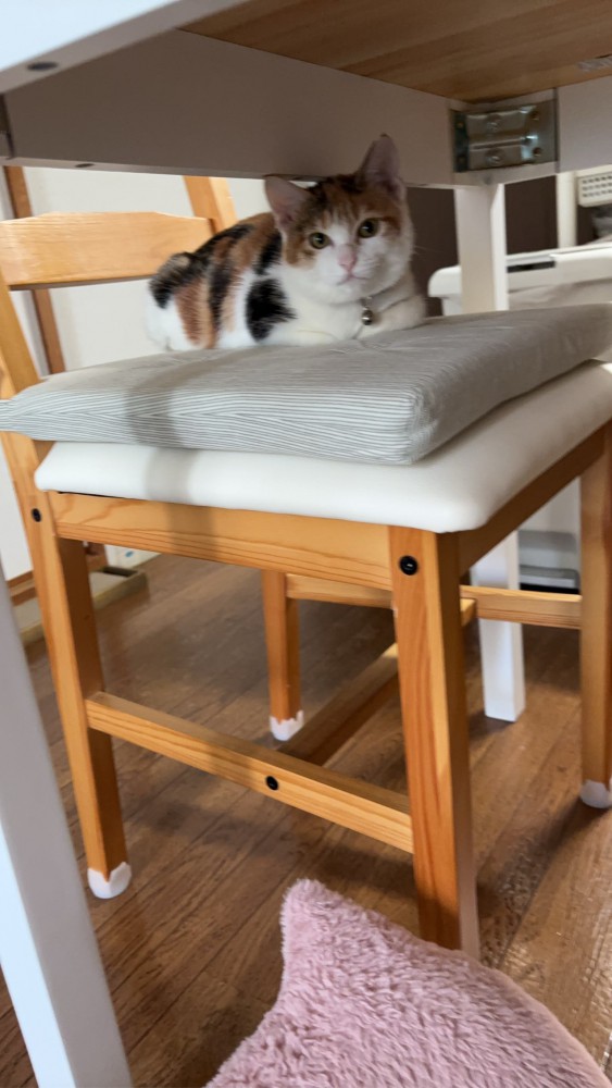 猫 三毛猫 みゃあの写真