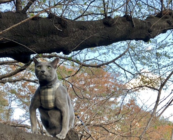 猫 ロシアンブルー 銀太の写真